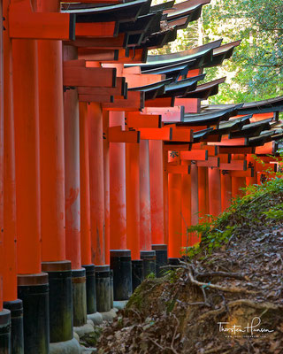Torii-Weg im Fushimi Inari-Taisha in Kyoto