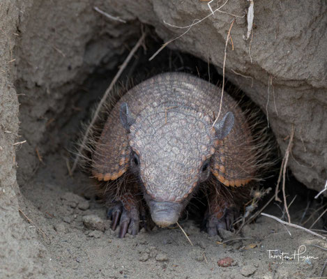 Das Zwergengürteltier (Zaedyus pichiy) stammt aus derselben Familie wie das Mulita und das Haarige Gürteltier (Xenarthra) und verbringt die meiste Zeit mit der Nase auf der Suche nach Nahrung.