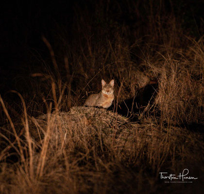 Afrikanische Wildkatze im Kafue NP in Sambia 