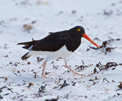 Der Feuerland-Austernfischer (Haematopus leucopodus)