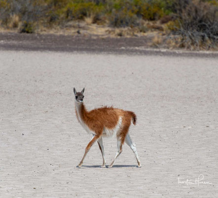Der Guanaco auf der Halbinsel Valdes und Patagonien