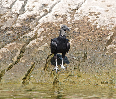Truthahngeier im Cañón del Sumidero