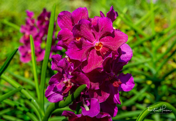 Es ist eine althergebrachte Tradition für Singapur, Orchideen nach besuchenden Würdenträgern und Prominenten zu benennen, die einen besonderen Beitrag zur Gesellschaft geleistet haben.