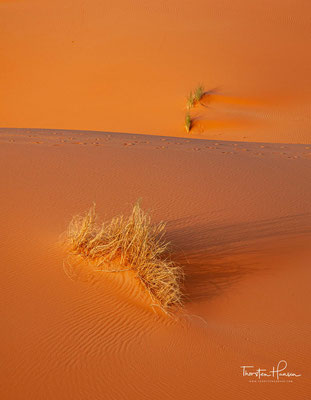 Dünen mit Wüstengräsern