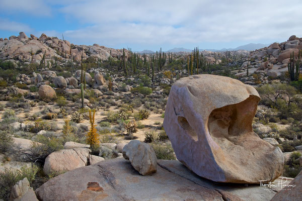 Kakteenlandschaft in der Cataviña-Wüste