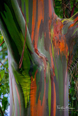 Eucalyptus deglupta, wegen der vielfarbigen Rinde auch Regenbogenbaum genannt, ist eine Pflanzenart aus der Gattung der Eukalypten (Eucalyptus)