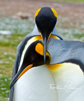 Königspinguine können Tauchtiefen über 300 Meter erreichen und mehrere Minuten unter Wasser bleiben