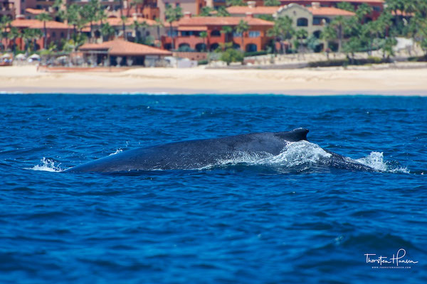 Buckelwale in Cabo San Lucas
