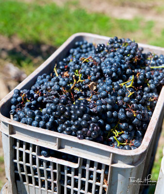 Pizzorno produziert nur Wein aus eigenen Weinreben vom eigenen Weingut