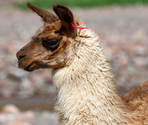 Im Gegensatz zu den Altweltkamelen (Dromedar und Trampeltier) haben Lamas keinen Höcker. Wie bei den meisten Haustieren ist auch beim Lama die Farbe sehr variabel