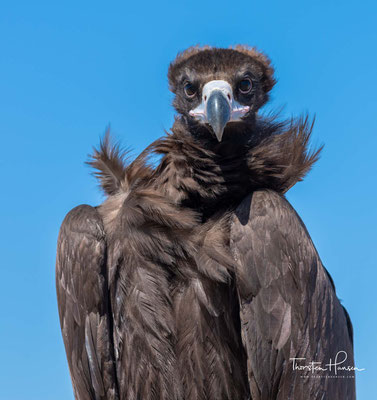 Mönchsgeier / Black Vulture sind in der Mongolei noch häufige Vögel