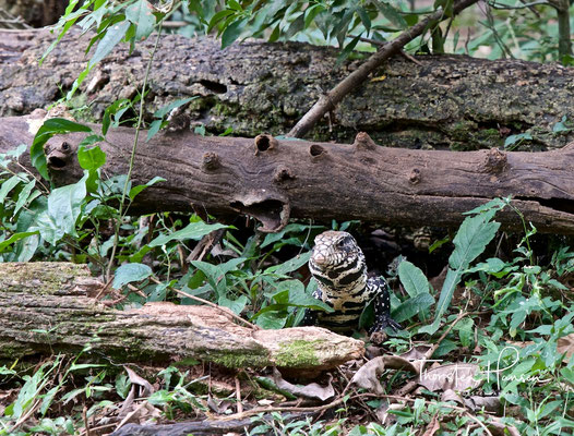 Eine Squamata-Eidechse im Iguazu-Park