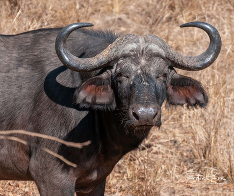 Büffel im Südluangwa NP