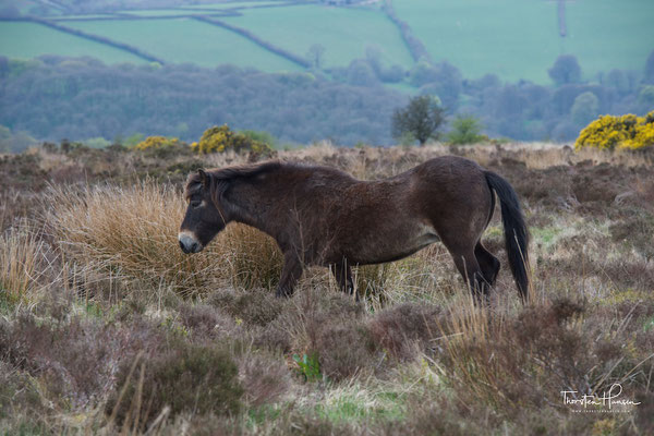 Exmoor Ponys im Exmoor-Nationalpark