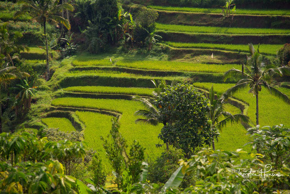 2012 wurden die Reisterrassen von Bali als UNESCO Weltkulturerbe aufgenommen