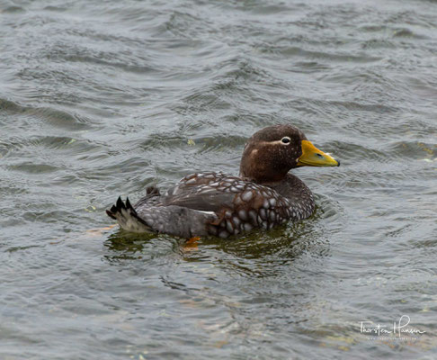 Die Falkland-Dampfschiffente (Tachyeres brachypterus) ist eine flugunfähige und monotypische Vogelart