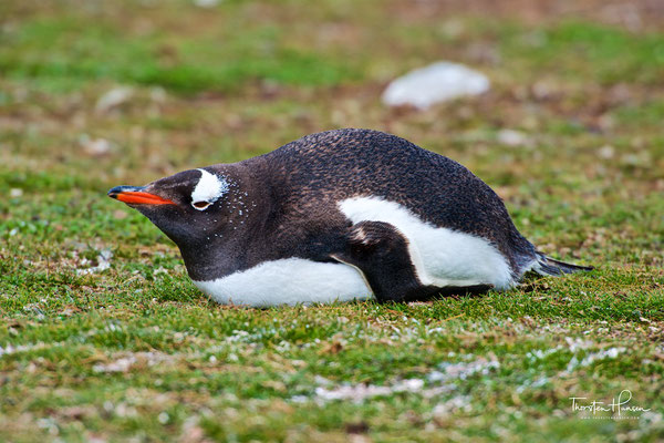 Eselspinguin mit charakteristischem weißen Fleck