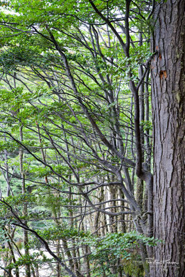 Wanderung durch einen Wald mit Lenga-Südbuchen