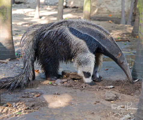 Ameisenbär im Park von Cartagena