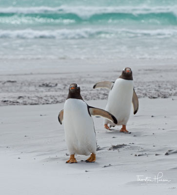 Eselspinguine erreichen eine Körperlänge zwischen 75 und 90 Zentimeter. Sie sind damit mittelgroße Pinguine