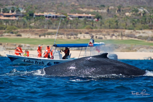 Buckelwale in Cabo San Lucas