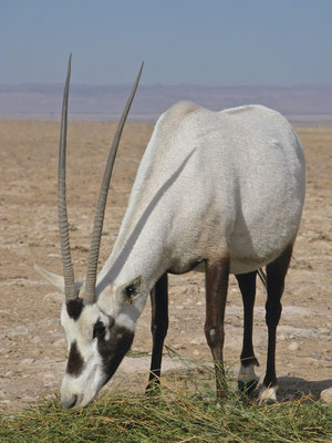 Oryx Antilopen im Al-Talila Reserve
