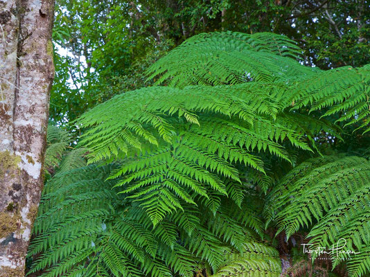Farn im Nationalpark Chiloé
