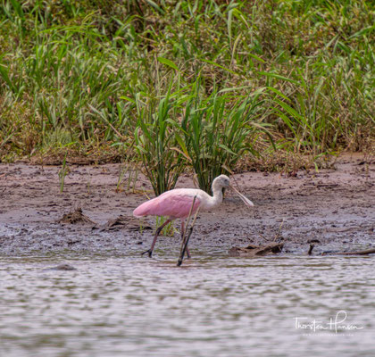 Rosalöffler - Ajaia ajaja aus der Gattung der Löffler (Platalea) innerhalb der Familie der Ibisse und Löffler