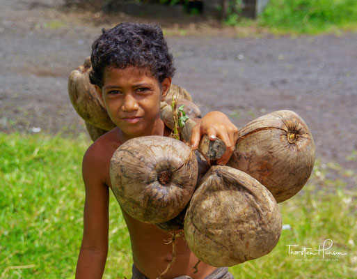 Seit der Kolonialzeit wird in Samoa Plantagenwirtschaft betrieben, Hauptexportprodukt vor 1914 war Kopra
