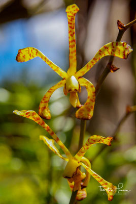 Orchideen auf Samoa 