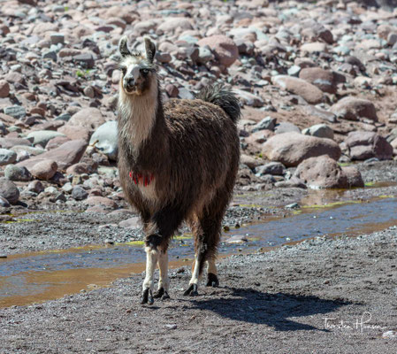 Das Lama (Lama glama) ist eine Art der Kamele. Es ist in den südamerikanischen Anden verbreitet und eine vom Guanako abstammende Haustierform.