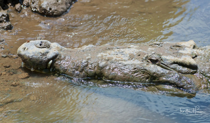 Das Spitzkrokodil erreicht Körperlängen von sieben Metern, wobei die Männchen deutlich größer werden als die Weibchen. Als Jungtiere sind die Krokodile grau bis gelblich braun gefärbt und weisen dunklere Querbänder auf dem Körper auf