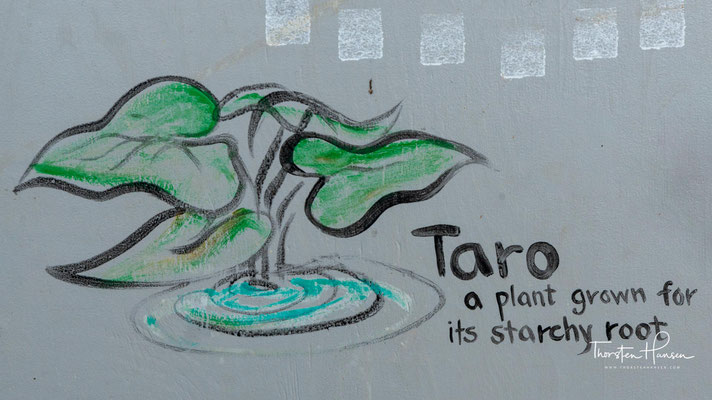 Taro wird auf der Malaiischen Halbinsel vermutlich seit mehr als 7000 Jahren als Nahrungspflanze kultiviert. Heute ist Taro eine bedeutende Kulturpflanze. Im Jahr 1998 wurden weltweit 6,586 Millionen Tonnen Taroknollen produziert