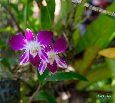 Orchidee auf der Pfefferfarm in Kampot