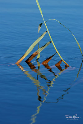 Am Okavango