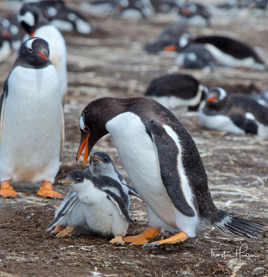 Der Eselspinguin (Pygoscelis papua),  auch Rotschnabelpinguin genannt, ist eine Pinguin-Art in der Gattung der Langschwanzpinguine