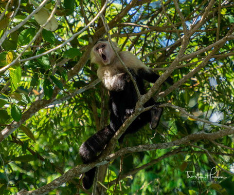Panama-Kapuzineraffe. Die Tiere leben in Regen-, Trocken- und Bergwäldern vom Meeresspiegel bis in Höhen von 1500 Metern und gehen auch in Mangroven.