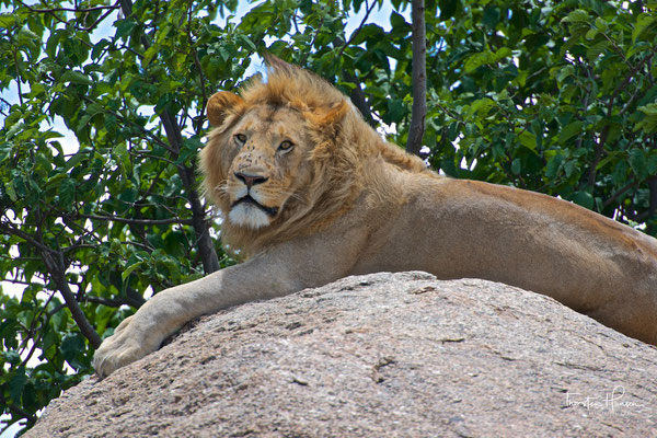 Löwe im Serengeti National Park