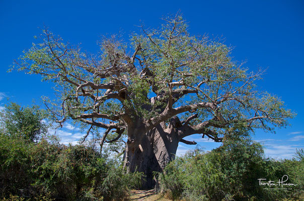 Baobab Baum im Bwabwata-Nationalpark (ehemals Caprivi-Nationalpark und Mahango-Nationalpark)