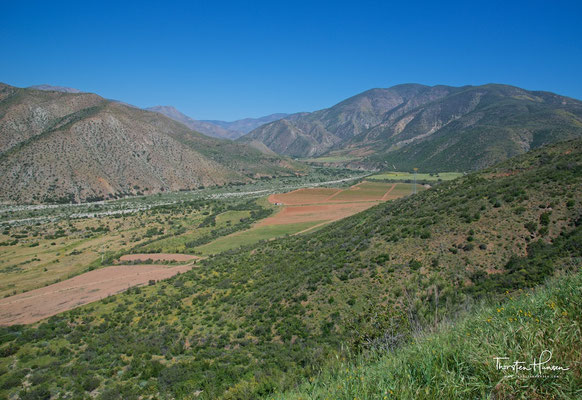 Weinanbau bei Ensenada