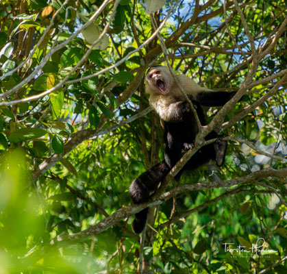 Bei Panama-Kapuzineraffen sind Fälle von Werkzeuggebrauch bekannt: so hat eines dieser Tiere einen Ast verwendet, um eine Terciopelo-Lanzenotter zu verscheuchen