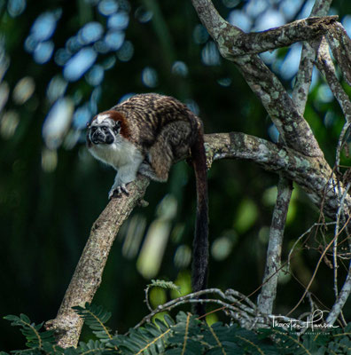 Geoffroy-Perückenaffe (Saguinus geoffroyi), auch Panamaperückenaffe genannt