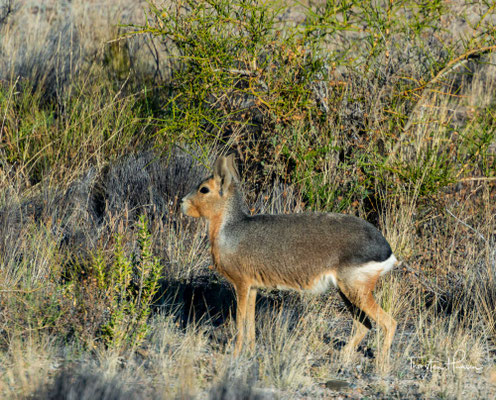 Der Große Pampashase oder die Große Mara (Dolichotis patagonum) ist eine in Argentinien lebende Nagetierart aus der Familie der Meerschweinchen (Caviidae).