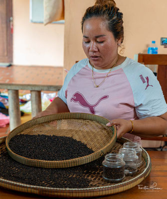 Es gibt zwei Arten von Pflanzen, die von den Bauern in Kampot verwendet werden dürfen: "Kamchay" und "Lampong (oder Belantoeung)", die lokal als "große Blätter" und "kleine Blätter" bekannt sind.