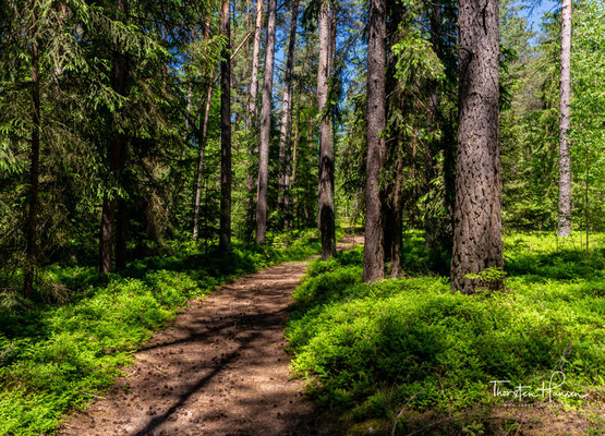 Die Wege im Elm sind so, wie sie vor vielen Jahren von den Bauern angelegt wurden.