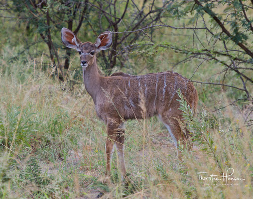 Junger Kudu im Etosha NP