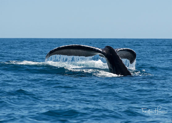 Buckelwale in Cabo San Lucas