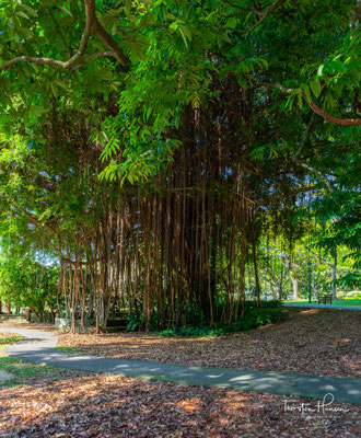 2015 wurde der Garten als erste Stätte Singapurs ins UNESCO-Weltkulturerbe aufgenommen.[1]