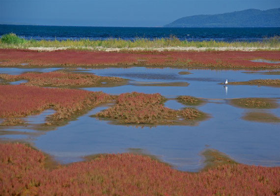 Glasswort Blüte in Abashiri