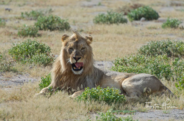 Löwen im Etosha NP